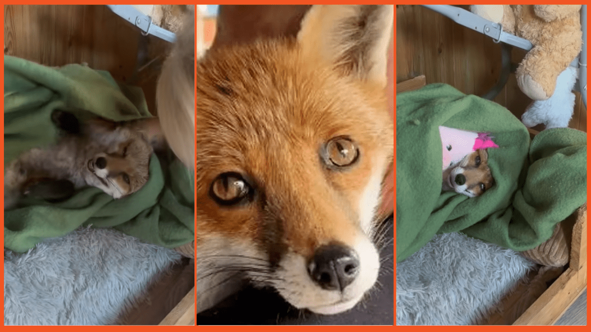 Screengrabs via YouTube/Tiktok